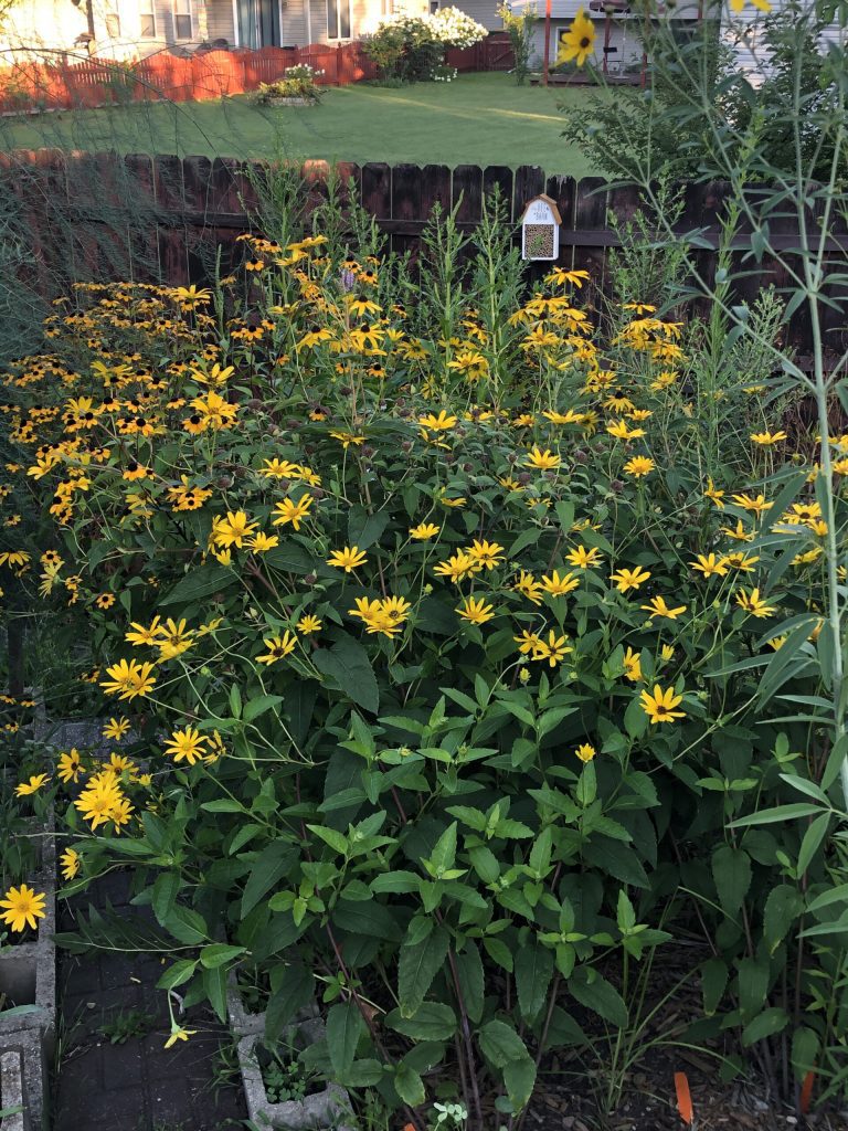CG Joliet - Brown-Eyed Susan with Oxeye Sunflower