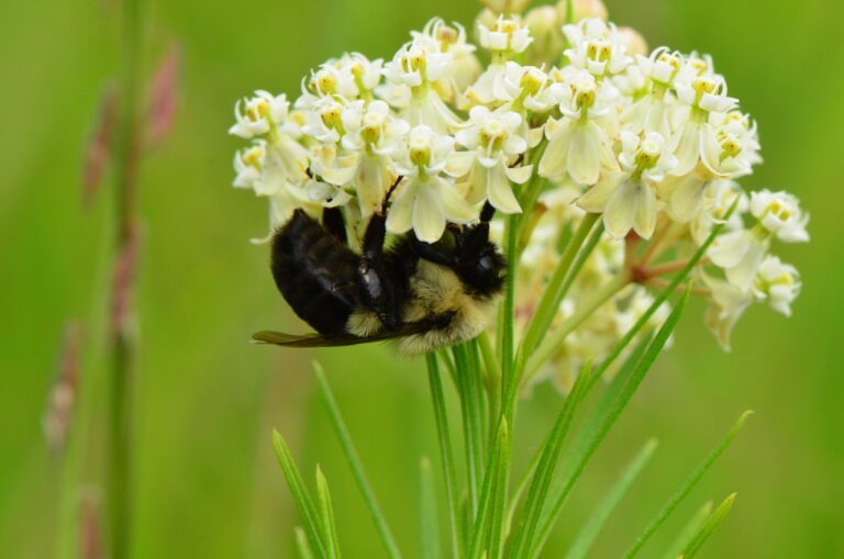 Whorled Milkweed (asclepias verticillata)
