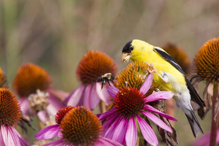 American goldfinch