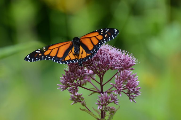 Monarch on Milkweed
