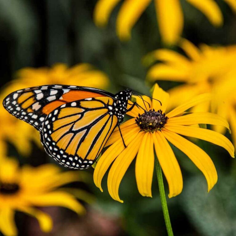 butterfly on black eyed susan