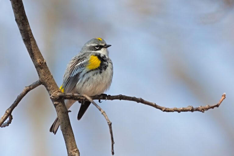 Yellow-rumped Warbler