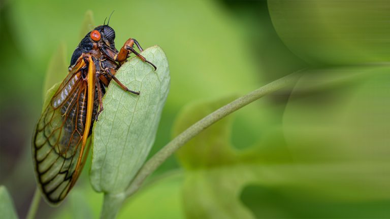Cicadas