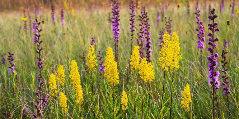Prairie