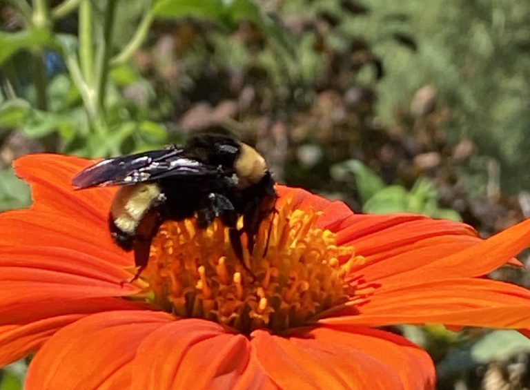 American Bumblebee on Mexican Sunflower