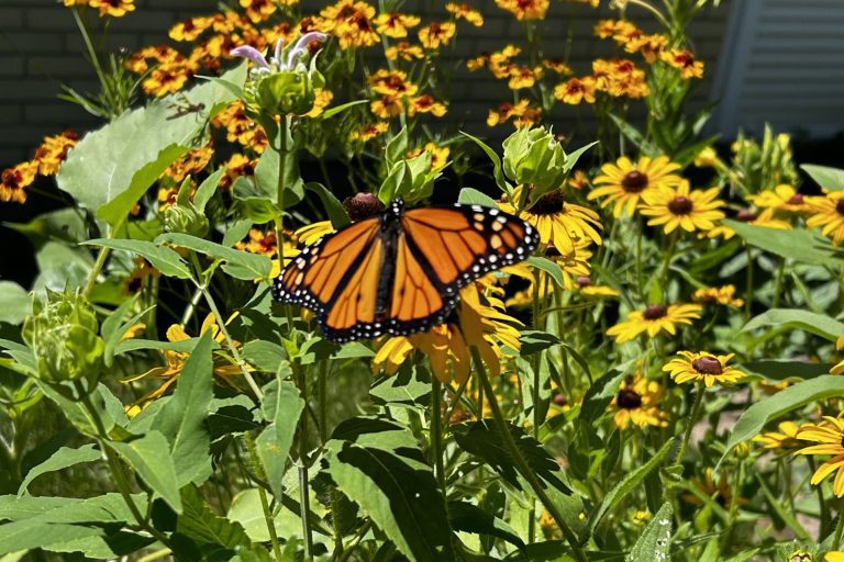 Monarch butterfly in Black-eyed Susans