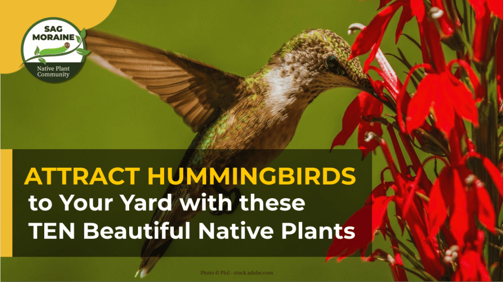 Attract Hummingbirds to Your Yard with These Ten Bautiful Native Plants ...