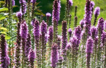blazing-star-liatris