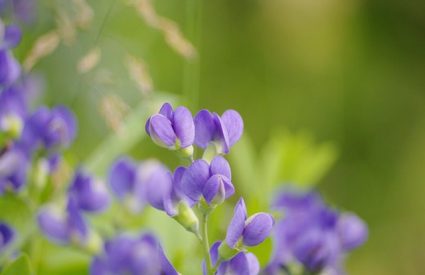 blue-false-indigo-baptista-australis