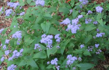 blue-mistflower-conoclinium-coelestinum