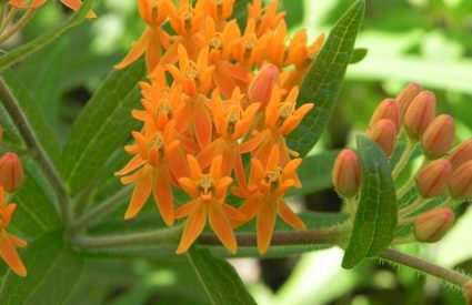 butterfly-milkweed-asclepias-tuberosa