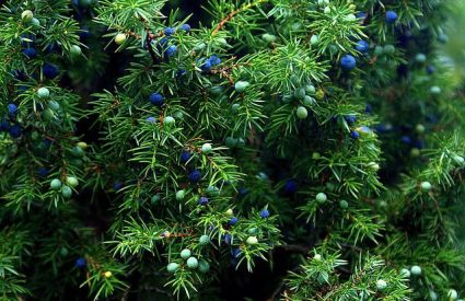 common-juniper-juniperus-communis