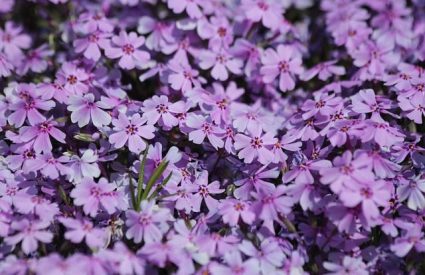 creeping-phlox-phlox-subulata