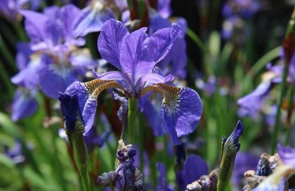 Crested-iris-iris-cristato