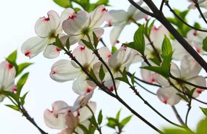 dogwood-cornus