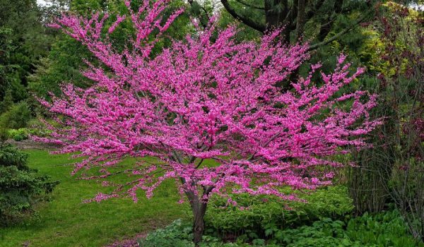 Eastern Redbud