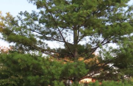 eastern-white-pine-pinus-strobus
