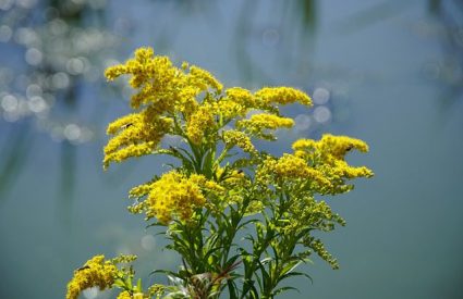 goldenrod-solidago