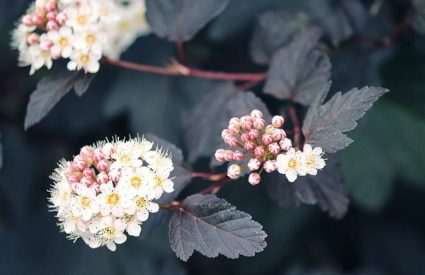 ninebark-physocarpus