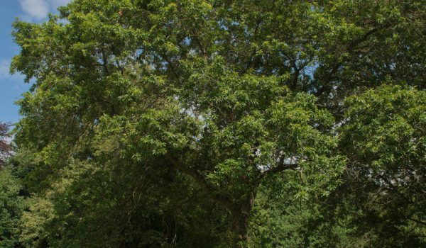 oak tree