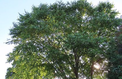 river-birch-betula-nigra