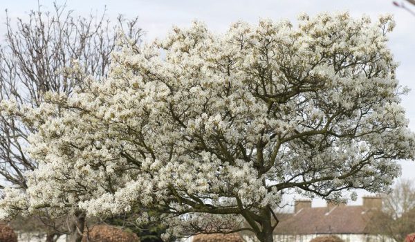 serviceberry tree