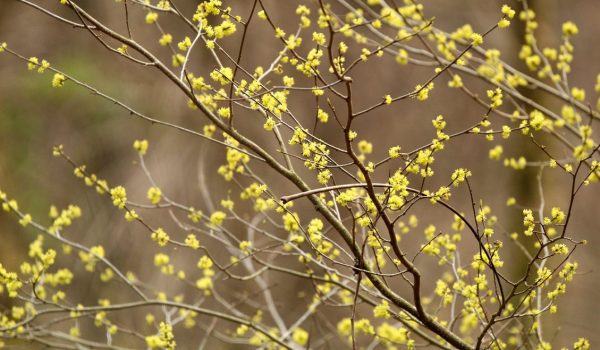 spicebush tree