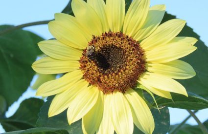 sunflower-helianthus