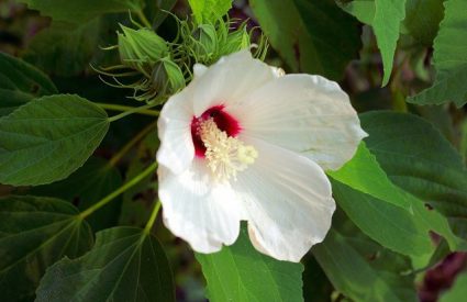 swamp-rose-mallow-hibiscus-moscheutos