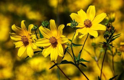 tickseed-coreopsis-lanceolata